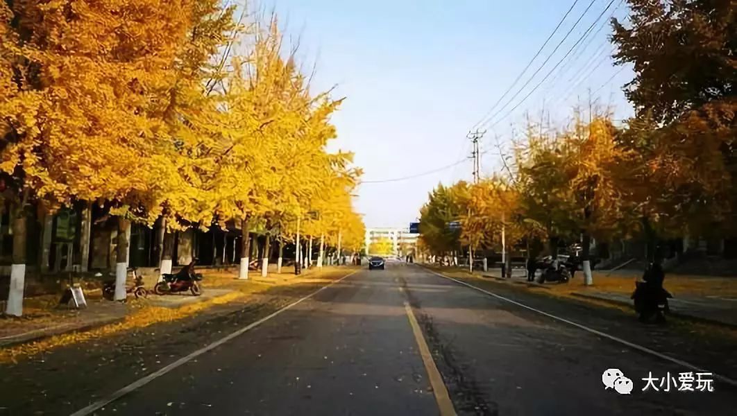 北京12处绝美的银杏林赏叶指南,北京银杏观赏地