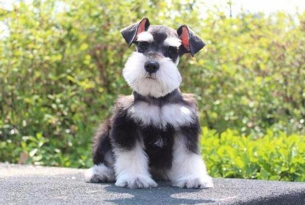 雪纳瑞犬一次吃多少狗粮,雪纳瑞成犬一顿饭吃多少