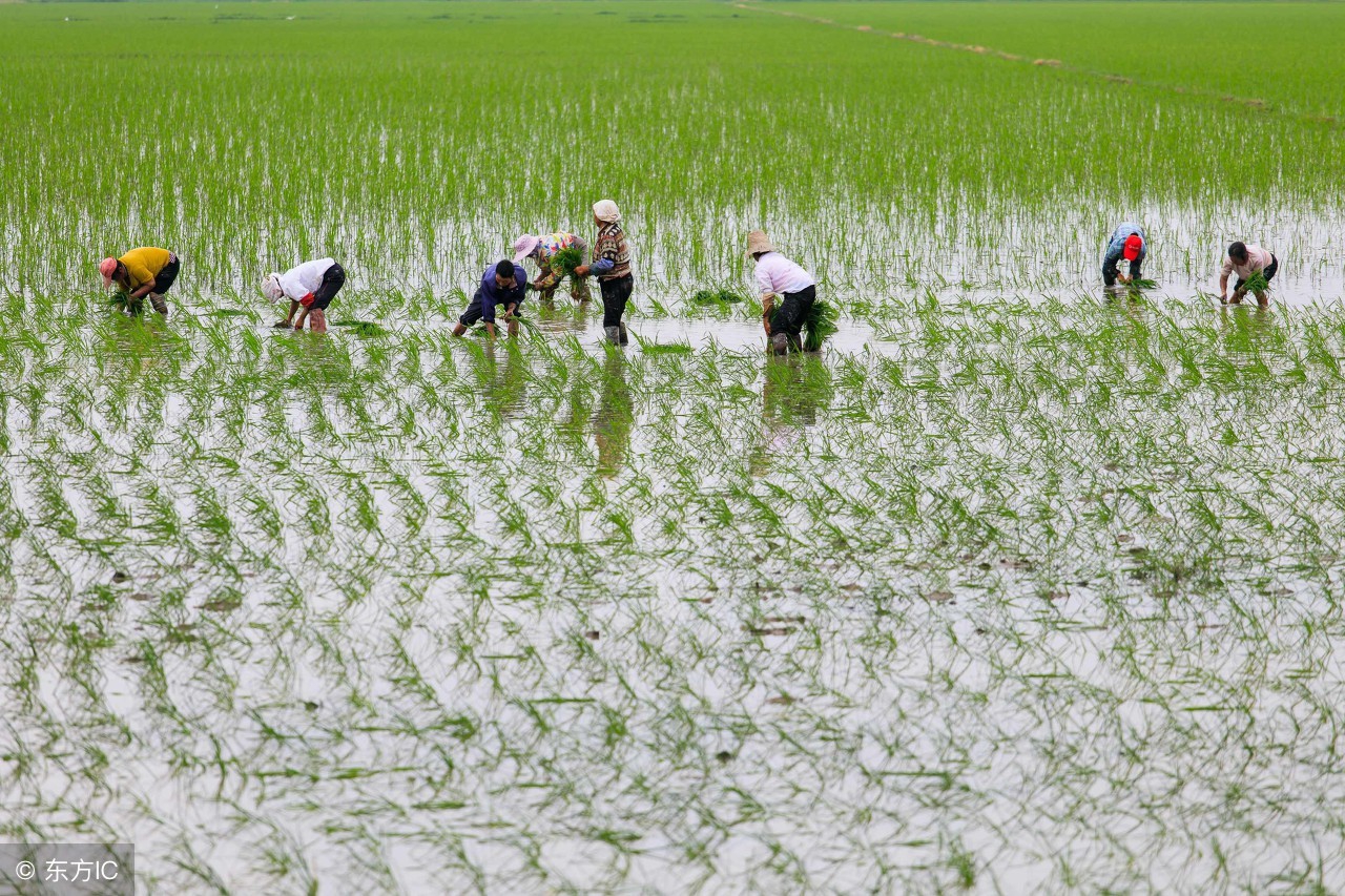吉林最有名大米,吉林大米最好吃大米排名