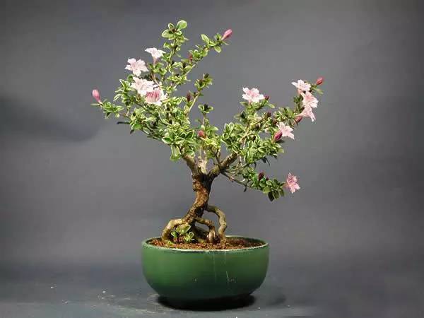 50种常见花卉浇水技巧,50种花卉种植技巧