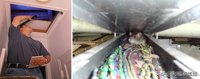 老鼠泛滥成灾有没有灭鼠的好办法,老鼠活动的地方怎么灭鼠