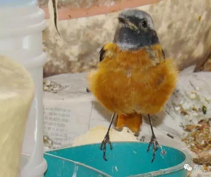 鸟儿放养是什么意思啊,关于小鸟的对话