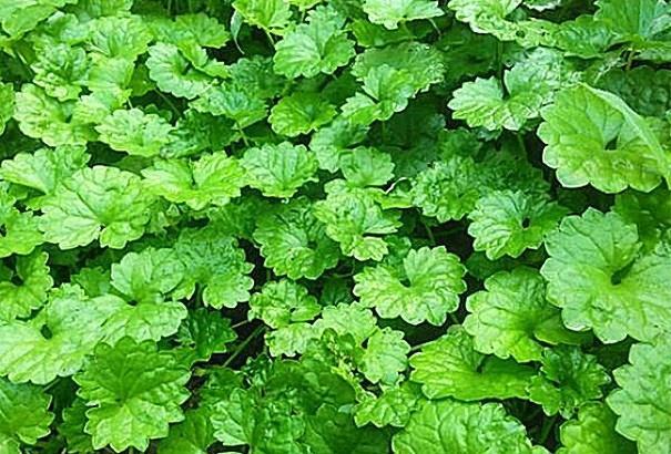 活血丹有哪些药用价值,活血丹有什么药用价值