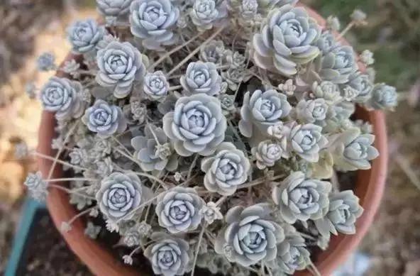 容易爆盆又好养的多肉你值得拥有,容易养好养活而且便宜的多肉