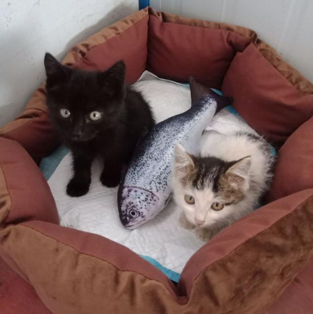 养黑白相间的猫十大禁忌,养纯黑色猫有什么好处