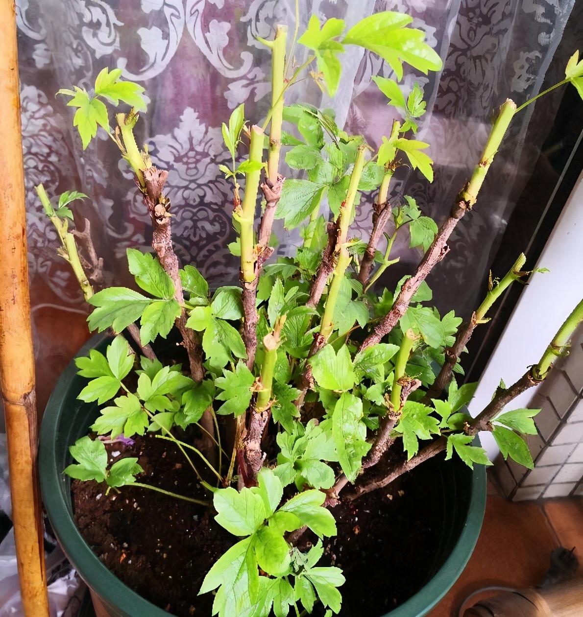 牡丹花的盆栽技术与养殖方法,牡丹花怎么栽培开花快