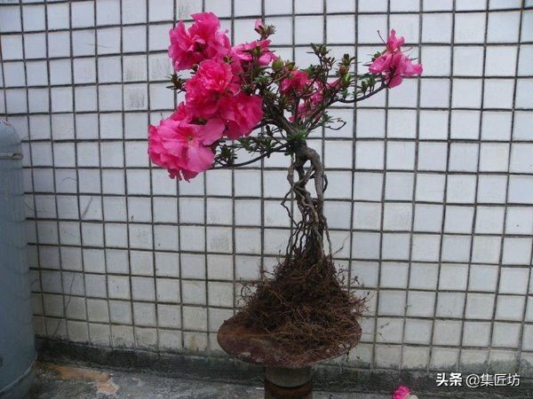 提根杜鹃盆景欣赏,杜鹃提根盆景浇水