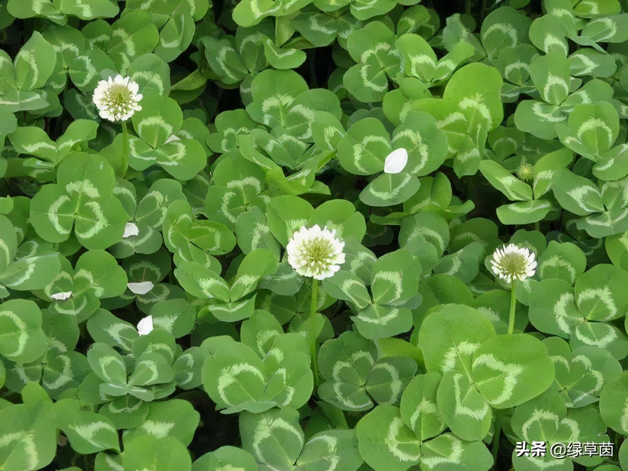 白三叶和红三叶草的区别,白三叶草坪种子