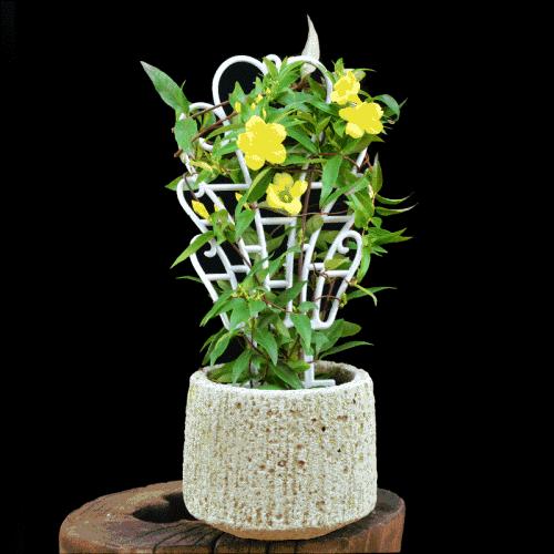 法国香水花的养护方法,法国香水茉莉花藤蔓怎么养