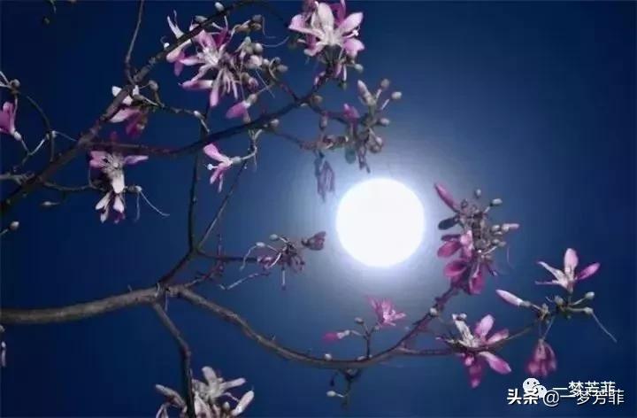 一梦芳菲一缕春风,一梦芳菲春三月