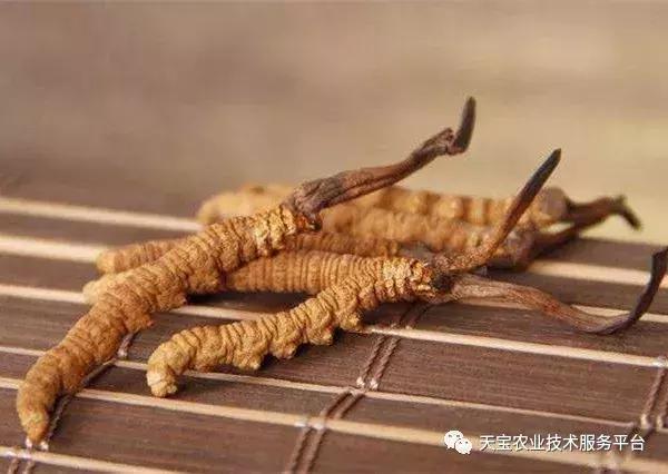 想种药材不知道怎么卖,300亩种什么药材好呢