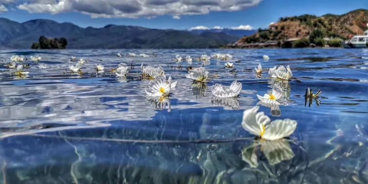 什么是云南品种,什么是云南的特色