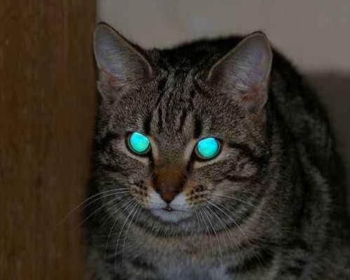 猫咪丢了最快找猫咪的方法,找回猫咪后应该怎么办