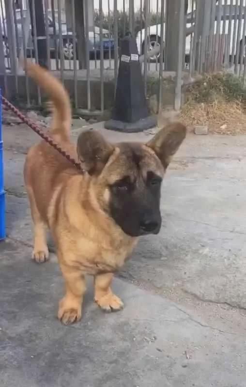 柯基被土狗整怀孕,柯基被德牧咬死