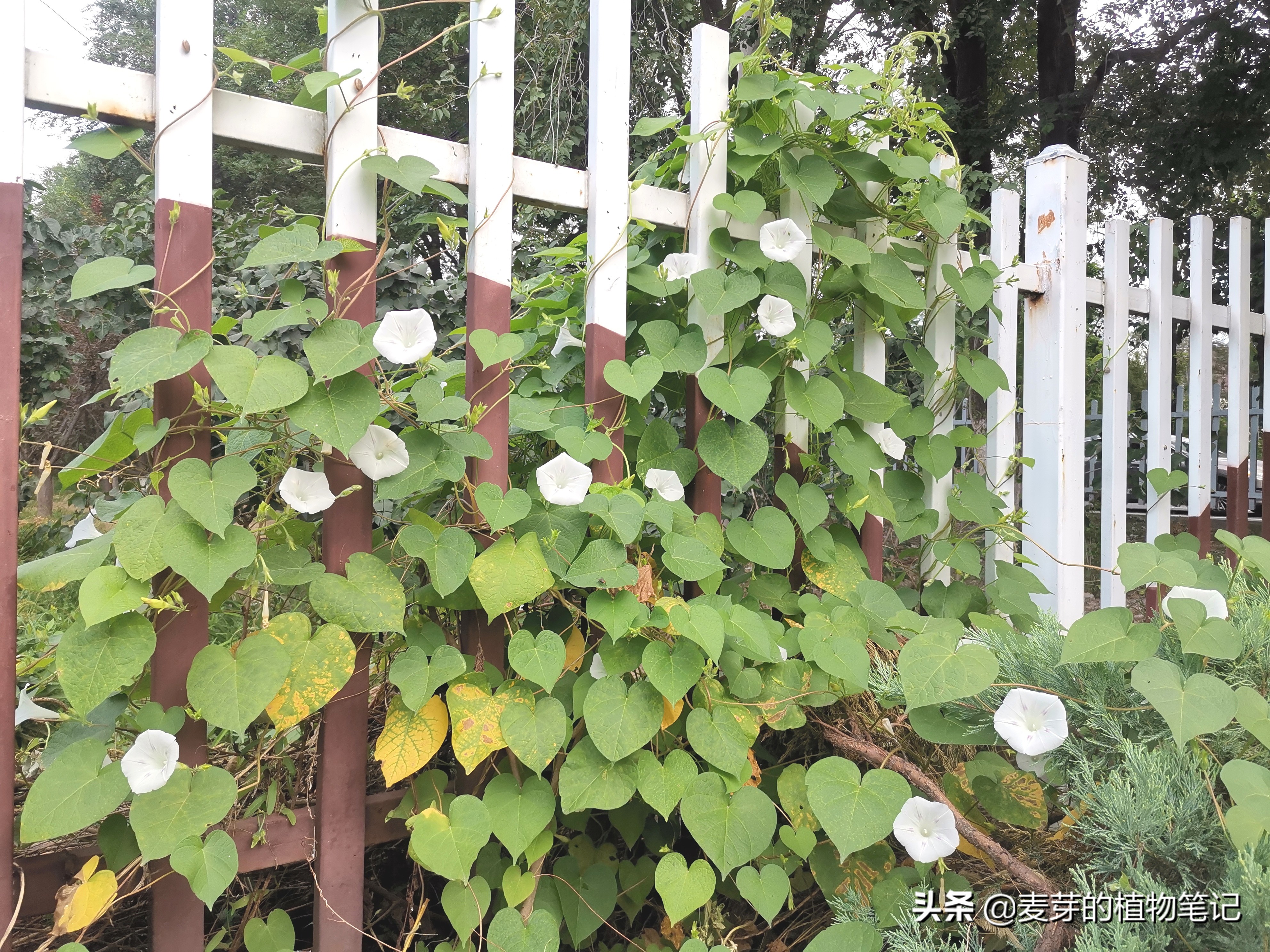 带动物名的植物,哪些动物的名字和植物的相近