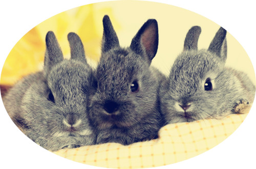 流产兔子能活吗,兔子流产是不是公兔子不行