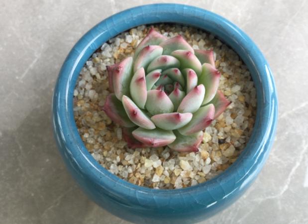 多肉吉娃娃叶子枯萎怎么回事,多肉吉娃娃翻盆叶子发软