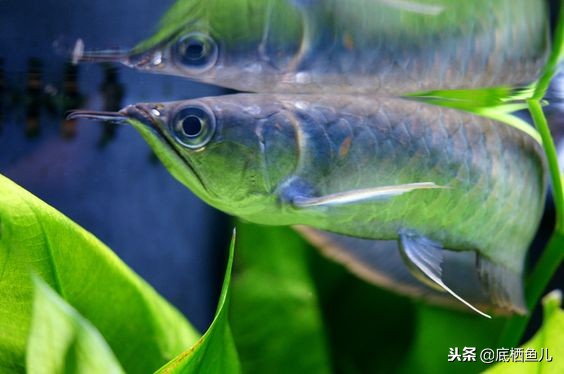 食用鱼当观赏鱼,国外观赏鱼食用鱼