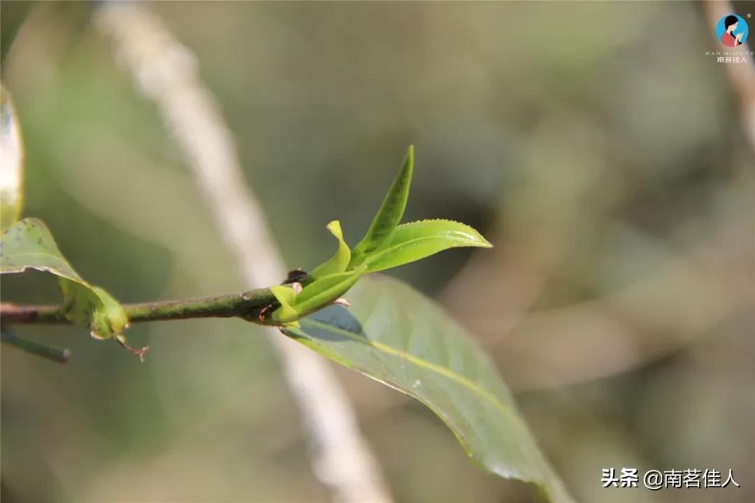 昔归古树茶价格多少是正品,昔归普洱茶多少钱一斤