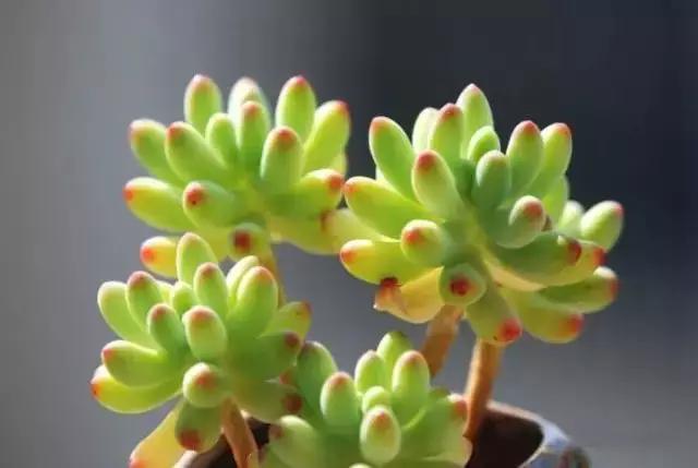 推荐轻松玩转100种常见多肉植物,700种多肉植物图鉴pdf百度云