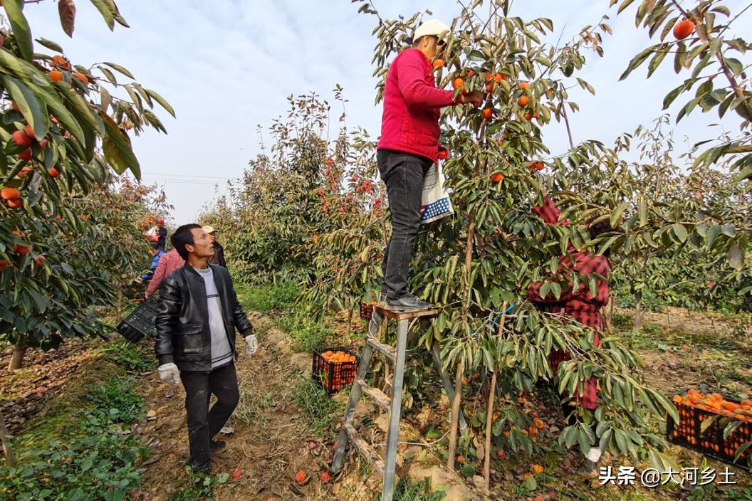 晋南的火葫芦柿子熟了，雇工摘一天可挣百元，但依然难以雇到