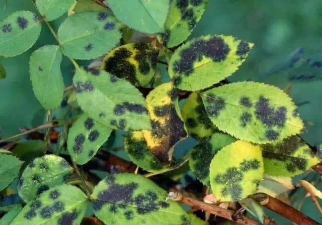 春天养花用见干见湿还是干透浇透,养花的土什么情况叫见干见湿