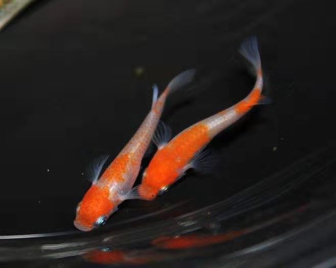 小时候的稻田鱼,小时候稻田里很小的鱼