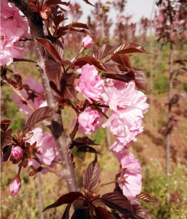 红叶樱花苗木批发,苗木市场行情紫叶李价格