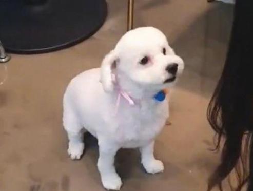 exo你不知道的事舞台歌曲,exo五巡演唱会为什么只有6个人