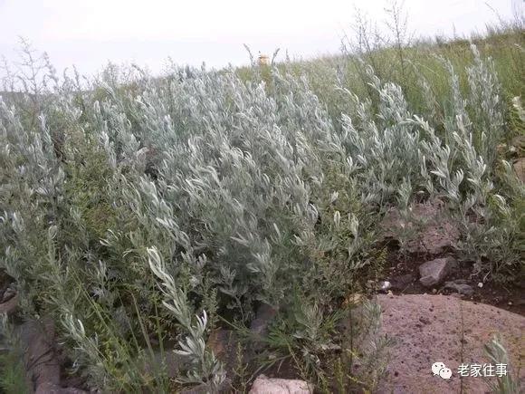 老家的印象和往事 (老家的印象介绍)