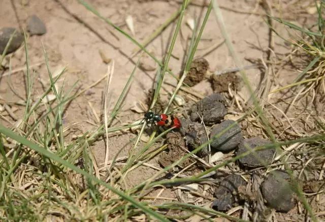 羊粪鸡粪和猪粪哪个效果最好,猪粪鸡粪牛粪羊粪哪个好