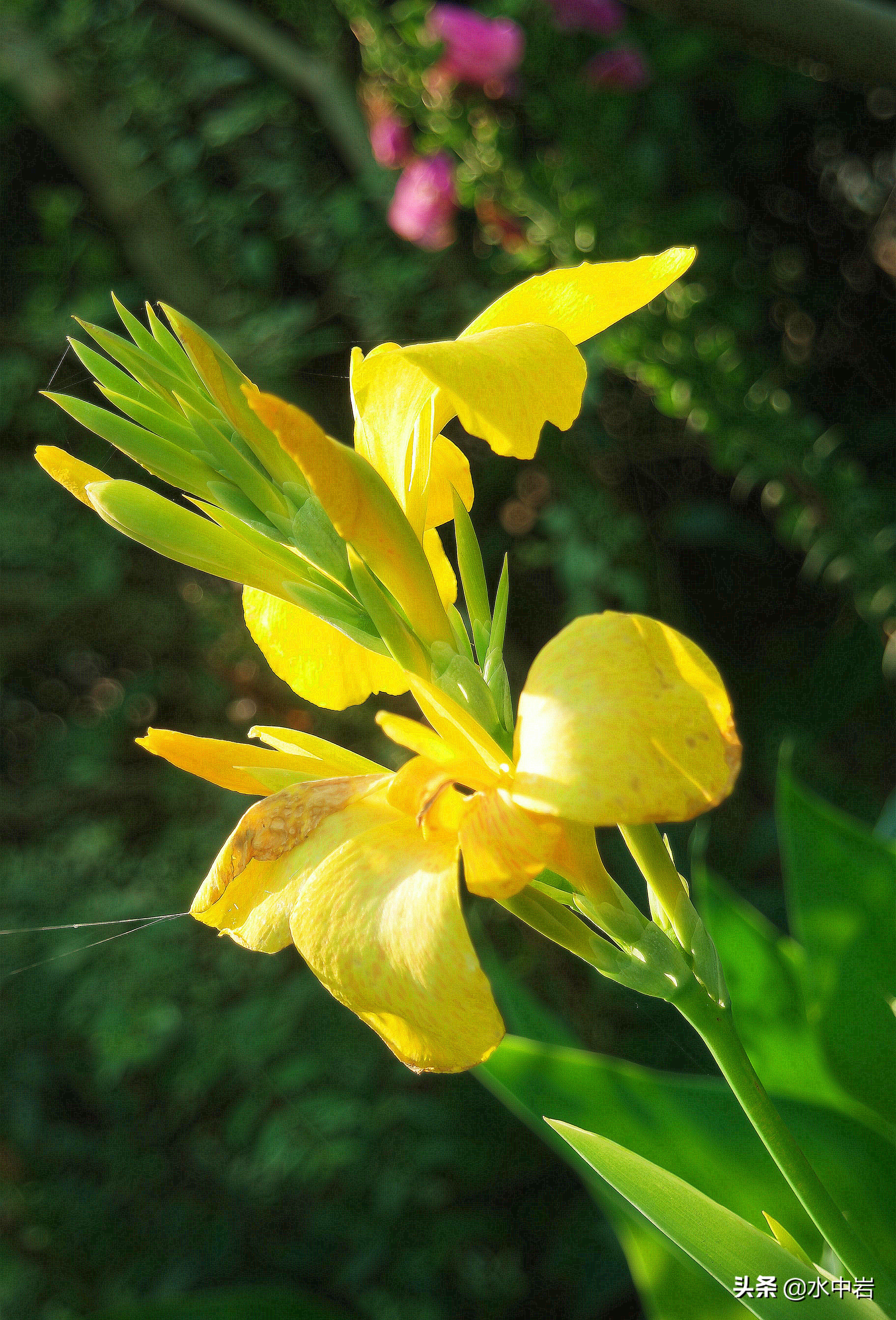 长江流域发生了几次大型洪涝灾害,江苏历史上遭遇的洪水