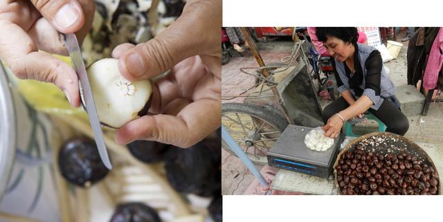 探索荸荠︱以及西关“泮塘五秀”是什么、何为江南“水八仙”?