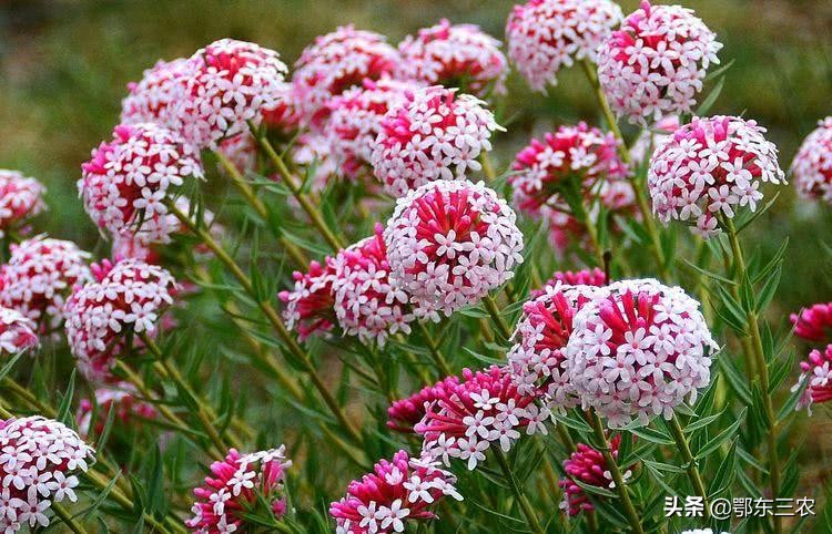 狼毒花是不是世界上毒性最强的花,怎么解狼毒花的毒性