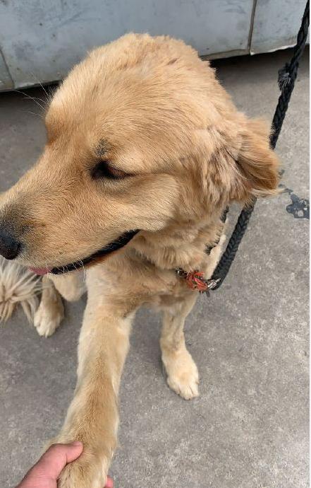 金毛犬防暑,高温橙色预警小狗狗