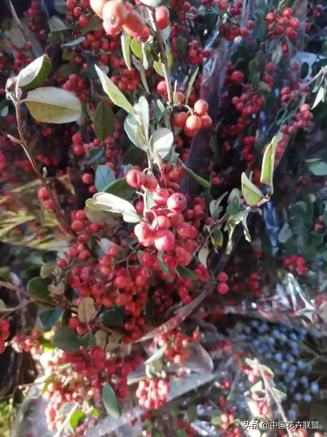 春天花市有哪些花材,便宜又大把的花材有哪些