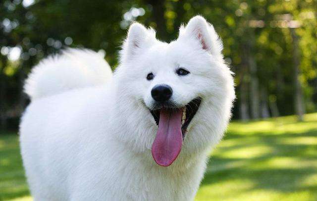 狗狗真的会微笑么,如何判断狗狗是否在笑