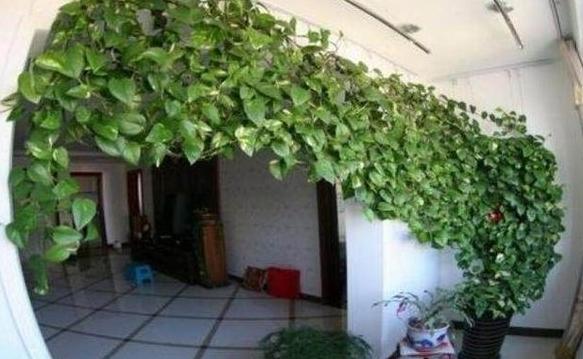 绿萝长得太旺盛可以在家里养吗,家里绿萝怎么养好看又不发臭