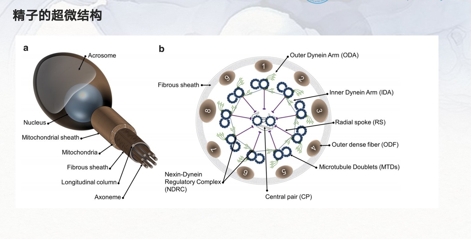 严重弱精症原因,重度少精弱精症可能的原因