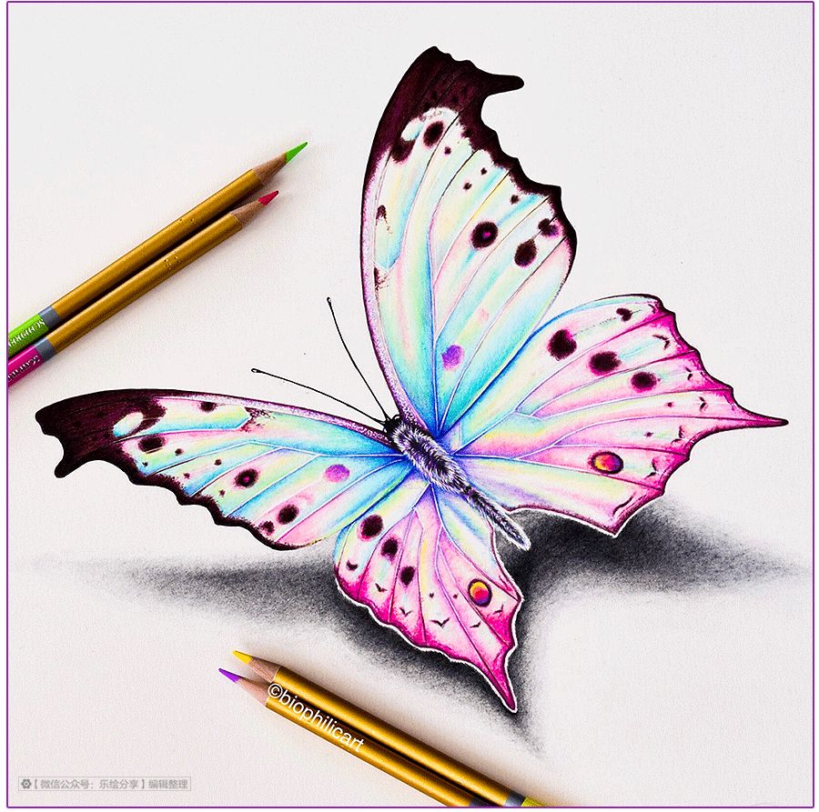 圆形牛皮纸彩铅画花鸟,彩铅画绿藤花鸟图片大全