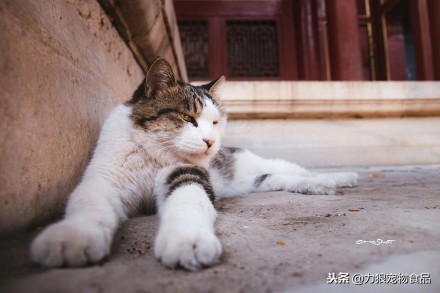 故宫的御前带爪护卫小崽儿,回喵星了……