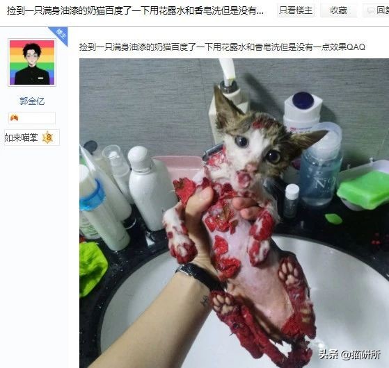 猫咪沾油怎么洗,如何洗猫咪粘毛的物品