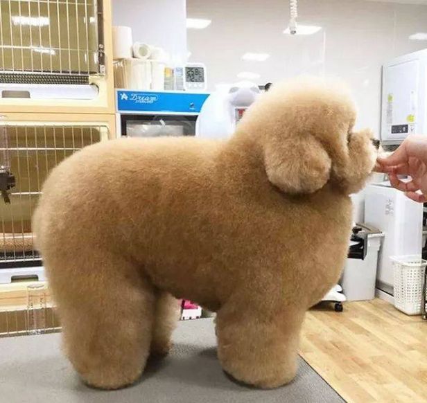 二狗泰迪,泰迪为啥会烂大街