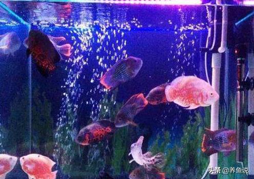 鱼缸水面泡泡散不掉怎么回事,鱼缸水面全是泡泡怎么处理