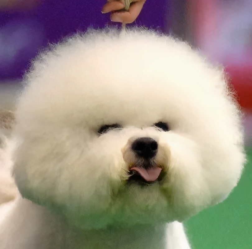 比熊博美幼犬有口臭,比熊狗狗口臭是病吗