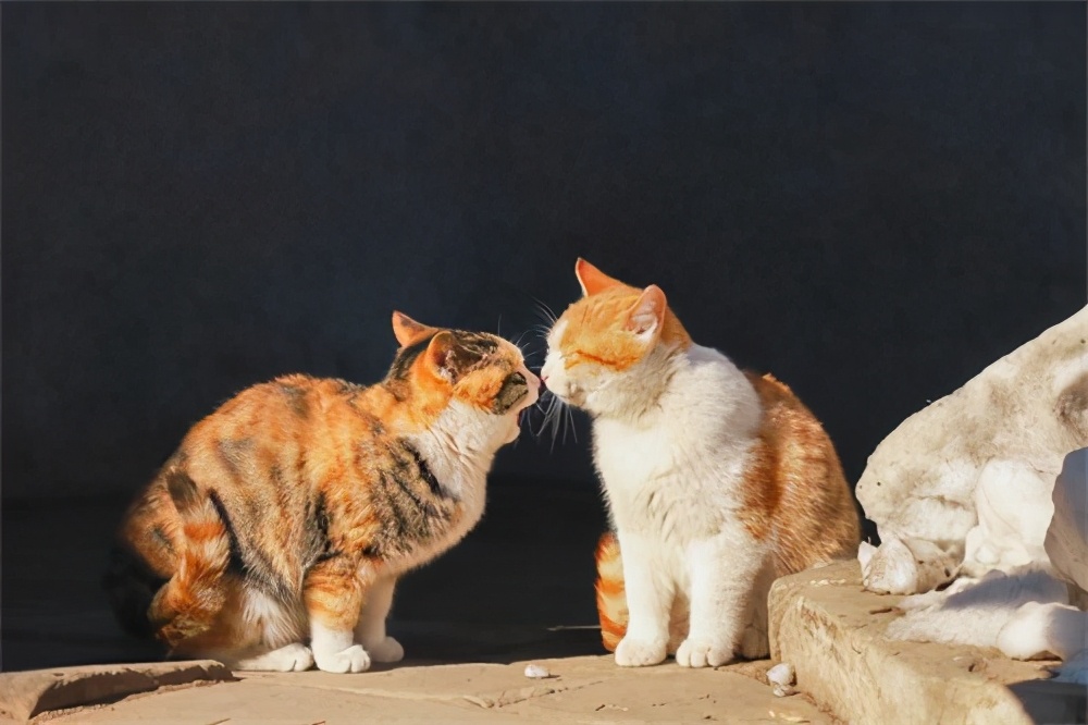 宫猫图鉴在哪儿,宫猫图鉴个人主页