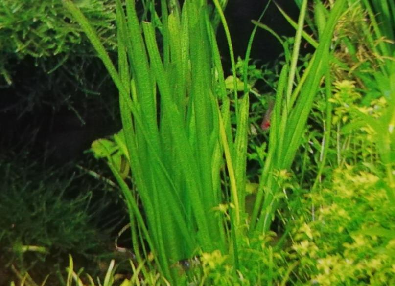 金鱼缸适合养什么水草图片,金鱼缸里养什么样的水草好