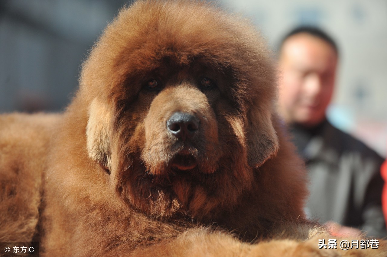 藏獒幼犬怎么喂养的,藏獒喂养需要放盐吗