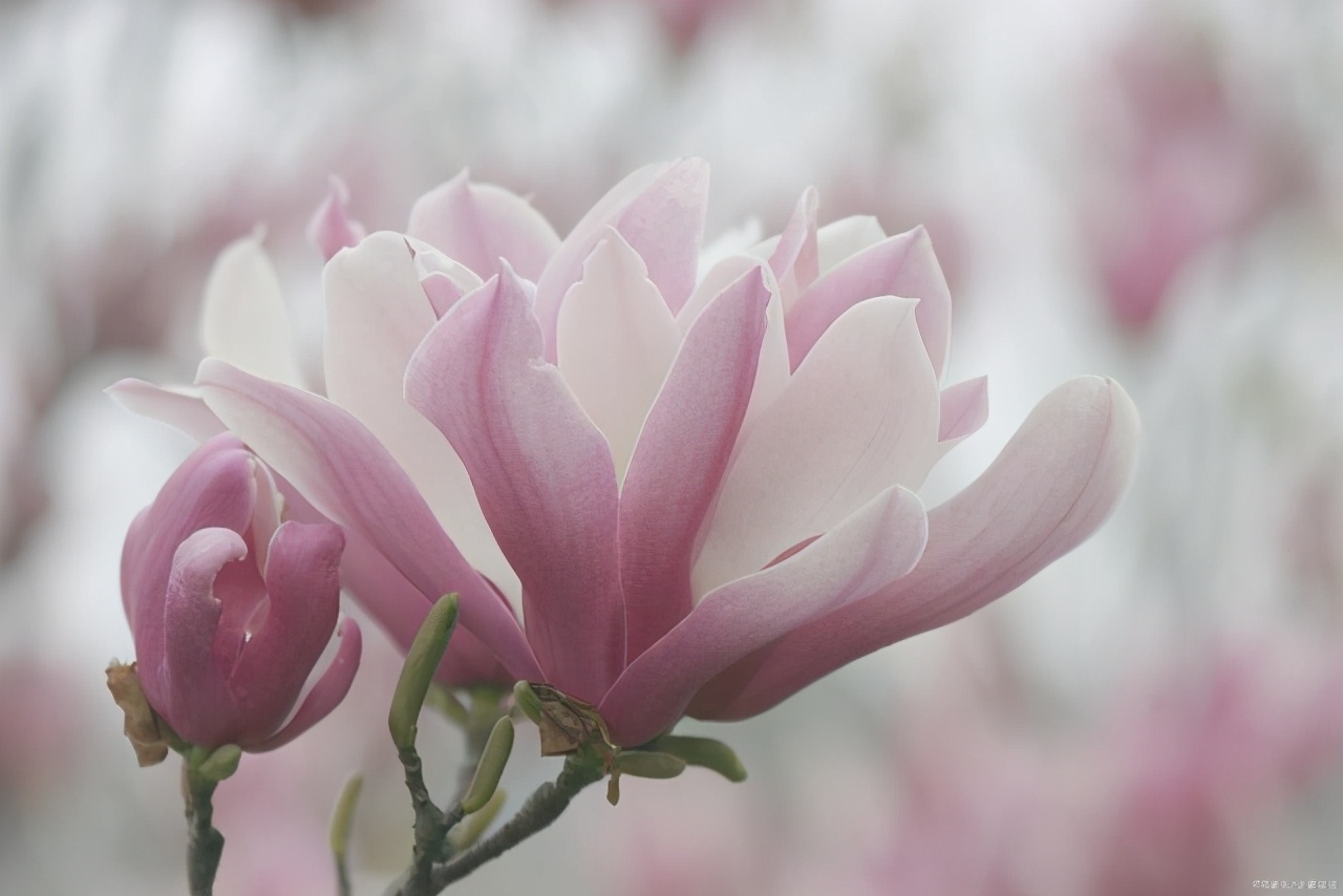 文徵明玉兰图花语,江南四大才子文徵明