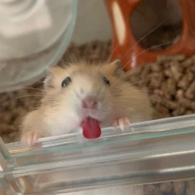 仓鼠渴了喝凉水吗,仓鼠渴了还会口水浴吗